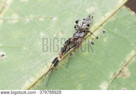 Spider In Its Resting Posture, Stretching Its Legs And Resting (zosis Geniculata)