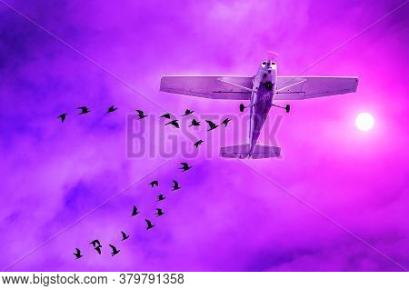 Airliner Landing With A Flock Of Birds Flying Around. Airplane Collision With Flock Of Birds At Suns