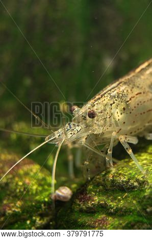 Macro Shot Of Freshwater Amano Shrimp. Caridina Multidentata.