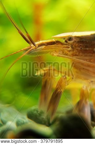 Macro Shot Of Freshwater Bamboo Shrimp. Atyopsis Moluccensis.