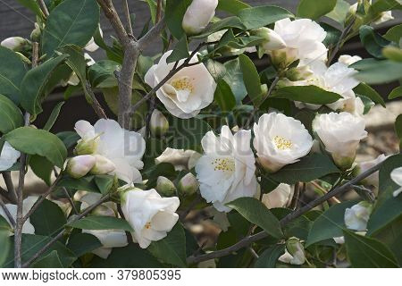Spring Mist Camellia (camellia X Lutchuensis 'spring Mist')