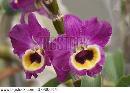 Close-up Image Of Hybrid Dendrobium Flowers (dendrobium)