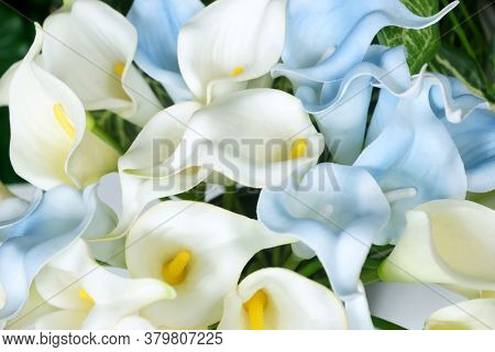 Blue calla lilies on a white background. St. Valentine's Day. Beautiful blue flowers