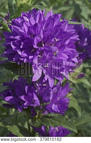 Clustered Bellflower (campanula Glomerata). Called Dane's Blood Also