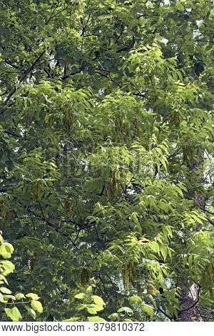 Pecan Tree (carya Illinoinensis). Called Hardy Pecan Also