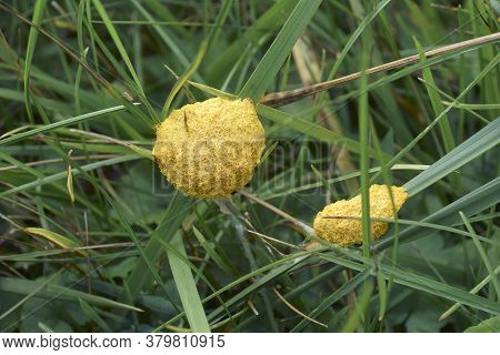 Dog Vomit Slime Mold (fuligo Septica). Called Scrambled Egg Slime And Flowers Of Tan Also