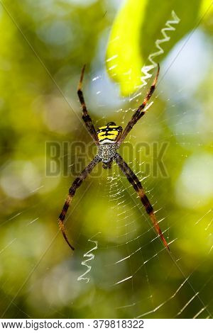Argiope Aemula Is A Species Of Spider In The Family Araneidae, Tangkoko National Park, North Sulawes