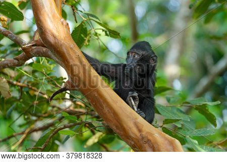 Cute Baby Of Endemic Monkey Celebes Crested Macaque Known As Black Monkey (macaca ) In Rainforest, T