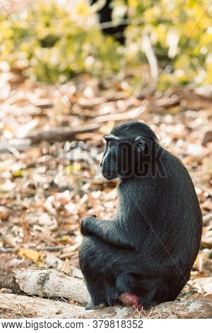 Endemic Monkey Celebes Crested Macaque Known As Black Monkey (macaca ) In Rainforest, Tangkoko Natur
