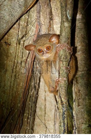 Very Rare And Endemic Spectral Tarsier, Tarsius Spectrum,tangkoko National Park, Sulawesi, The World