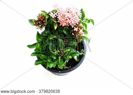 Pink Spike Flower Isolated On White Background