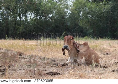 A Brown Color Of Cow Laying Down In The Grassland.