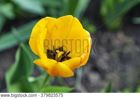 Beautiful Yellow Yellowtulip Flower Grown On The Plot On A Green Background Of Foliage. Closeup