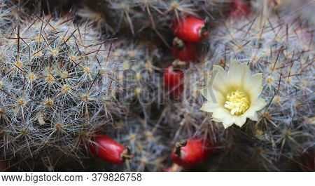 Blossomed Texas Nipple Cactus Mammillaria Prolifera With Flower And Red Berries