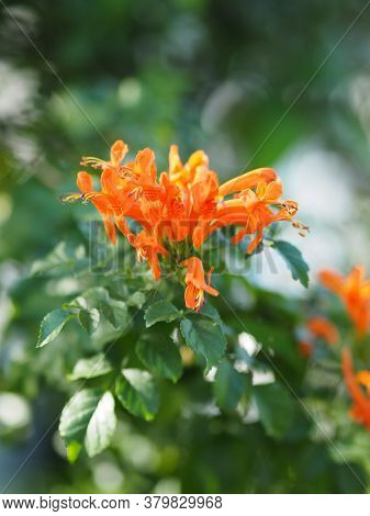 Pyrostegia Venusta, Bignoniaceae, Orange Trumpet, Flame Flower, Fire-cracker Vine Orange Flower Bloo