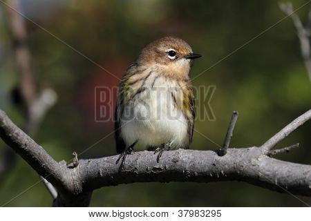 Warbler giallo-rumped (dendroica Coronata)