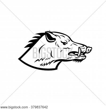 Mascot Illustration Of Head Of A Wild Boar, Sus Scrofa, Wild Swine, Common Wild Pig, A Suid Native T