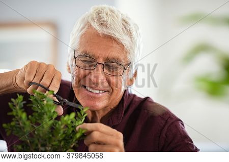 Close up face of happy senior man wearing eyeglasses trimming bonsai. Retired old gardener using scissors for pruning wood branches of bonsai. Happy elder man cutting the ornamental plant as a hobby.