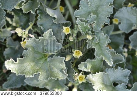 Squirting Cucumber - Latin Name - Ecballium Elaterium