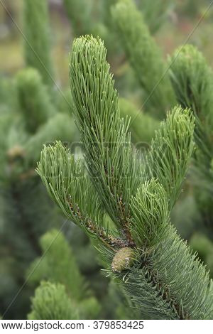 Black Pine Oregon Green - Latin Name - Pinus Nigraa Oregon Green
