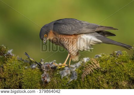 Bird Of Prey - Sparrowhawk (accipiter Nisus), Also Known As The Northern Sparrowhawk Or The Sparrowh
