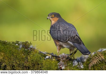 Bird of Prey - Sparrowhawk (Accipiter nisus), also known as the northern sparrowhawk or the sparrowh