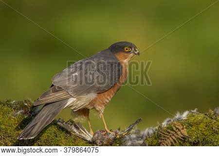 Bird of Prey - Sparrowhawk (Accipiter nisus), also known as the northern sparrowhawk or the sparrowh