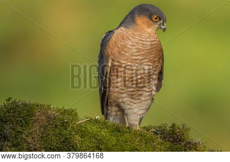 Bird Of Prey - Sparrowhawk (accipiter Nisus), Also Known As The Northern Sparrowhawk Or The Sparrowh