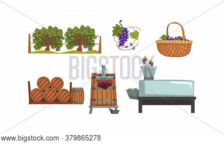 Wine Production Process, Alcoholic Beverages Making Equipment, Grapes Harvesting, Pressing, Fermenta