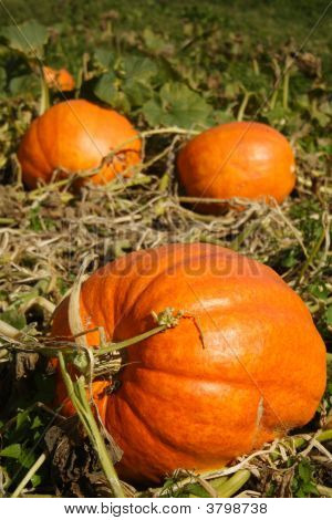 Pumpkin Patch