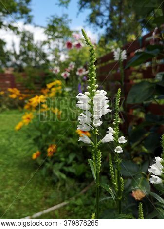 Summer In The Garden . Beautiful Obedience Flower In The Garden - Physostegia Virginiana
