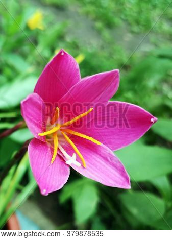 Summer In The Garden . Pink Fairy Lily , Zephyranthes Rosea  Lindl. Flower