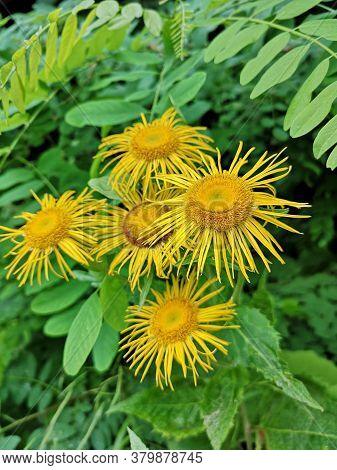 Yellow Oxeye Flowers In The Forest (telekia Speciosa  (schreb.) Baumg. )