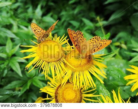 Butterflies On Yellow Flowers In The Forest. Yellow Oxeye Flowers In The Forest Telekia Speciosa  Sc