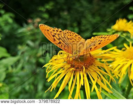 Butterflies On Yellow Flowers In The Forest. Yellow Oxeye Flowers In The Forest Telekia Speciosa  Sc