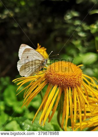 White Butterfly On Yellow Oxeye  Flower In The Forest   - Pieris Brassicae, The Large White, Also Ca