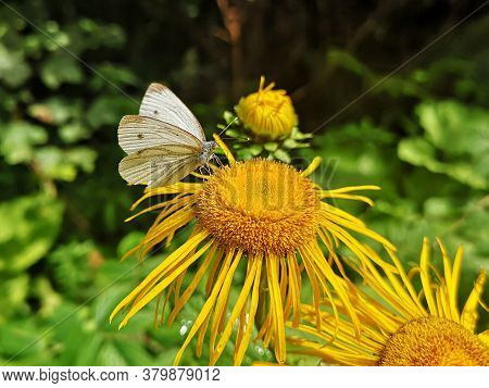 White Butterfly On Yellow Oxeye  Flower In The Forest   - Pieris Brassicae, The Large White, Also Ca