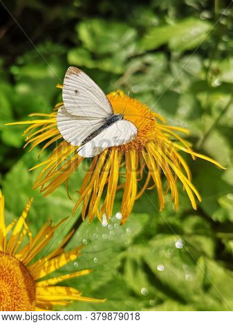 White Butterfly On Yellow Oxeye  Flower In The Forest   - Pieris Brassicae, The Large White, Also Ca