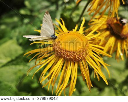 White Butterfly On Yellow Oxeye  Flower In The Forest   - Pieris Brassicae, The Large White, Also Ca