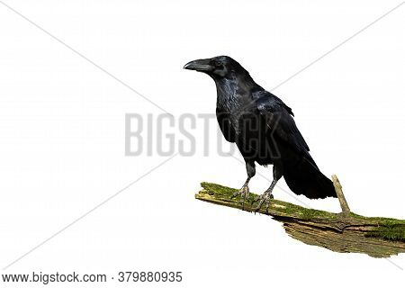 Alert Common Raven Sitting On A Bough Covered In Green Moss Isolated On White
