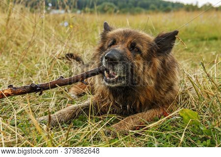 German Shepherd Dog Lying On The Grass And Gnawing A Stick.