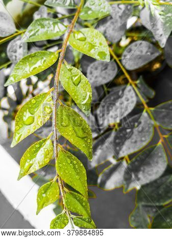 Closeup Shot Of An Array Of Leaves In A Single Strand Of Curry Leaves.the Upper Strand And Its Green
