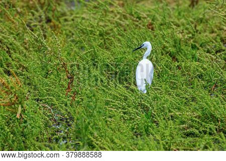 Little Egret Hunting (egretta Garzetta) White Little Egret