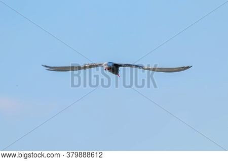 Whiskered Tern In Flight (chlidonias Hybridus) 