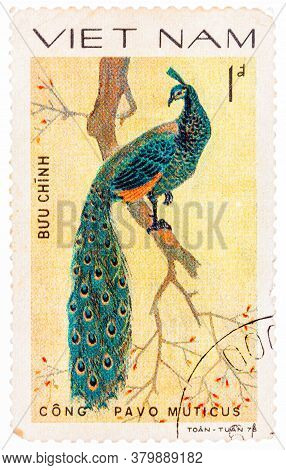 Vietnam - Circa 1978: A Stamp Printed In Vietnam Shows Pavo Muticus Or Green Peafowl, Series Devoted
