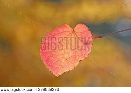 Autumn Lef On A Tree In Close Up