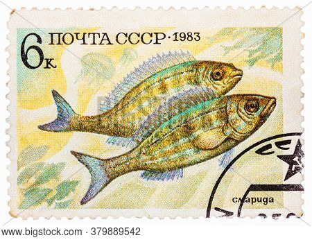Russia - Circa 1983: Post Stamp Printed In Ussr Cccp, Soviet Union Shows Perciformes Percomorphi, Ac