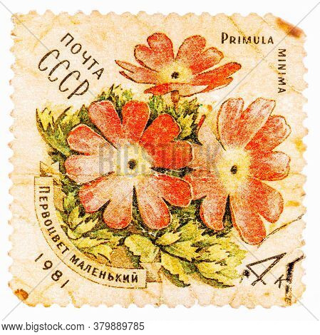 Ussr - Circa 1981: A Stamp Printed In Ussr Shows A Primula Minima, Series, Circa 1981