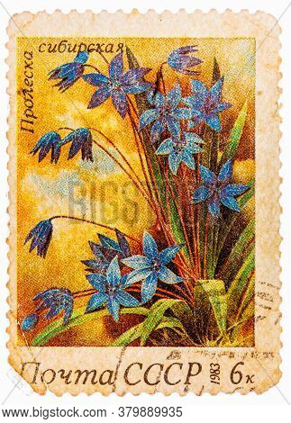 Ussr - Circa 1983: A Stamp Printed In Ussr Russia Shows A Siberian Squills With The Inscription Scil