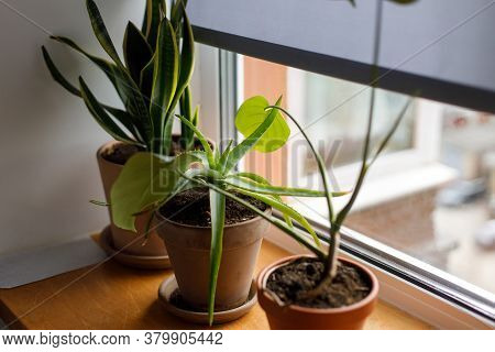Plants On Window Sill. Snake Plant, Aloe And Monstera Green Plants In Clay Rustic Pots On Wooden Win